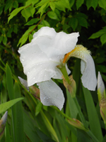 Iris Photo